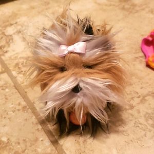 Sugar-American Girl Dog.